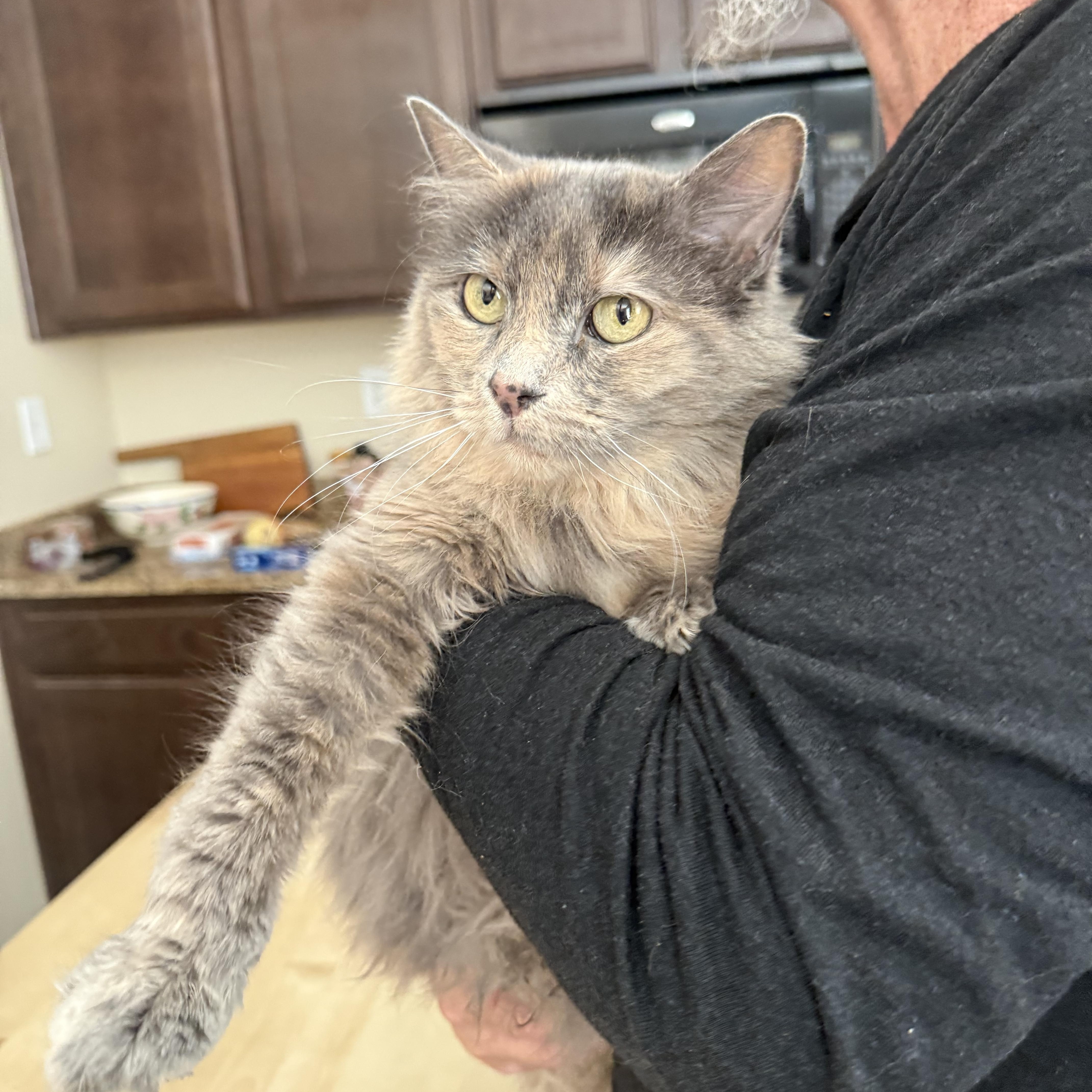 Hairball Artist, adopted, Adult Female Dilute Tortoiseshell.