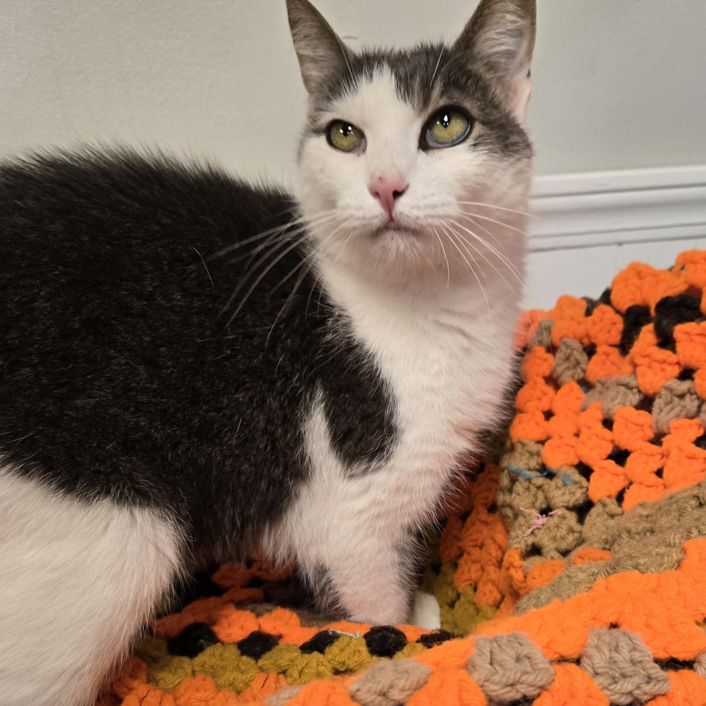 Enlarge Ellie, an adoptable Domestic Medium Hair in Xenia , OH image 1/6