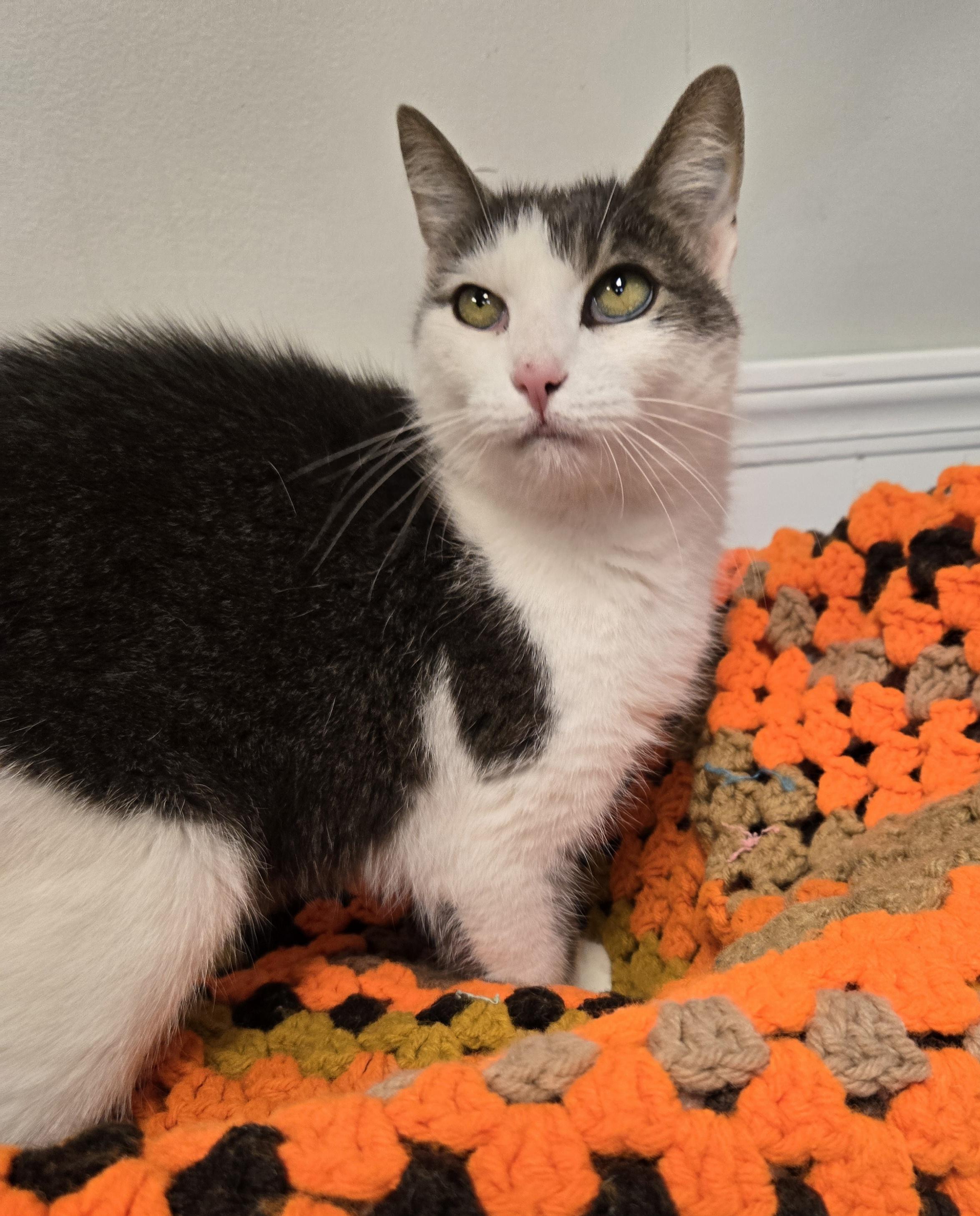 Enlarge Ellie, a Adoptable Domestic Medium Hair in Xenia , OH image 1/6