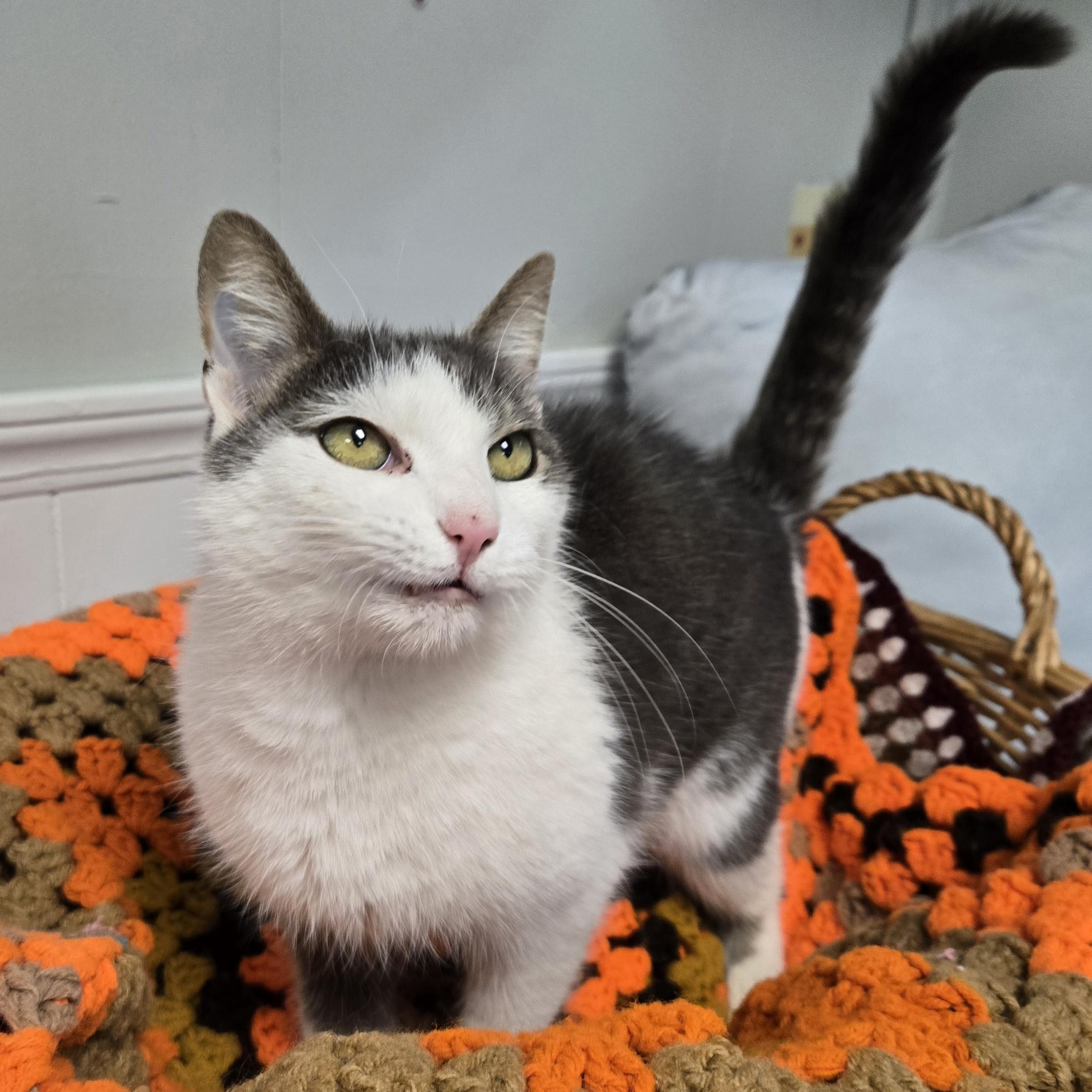 Enlarge Ellie, an adoptable Domestic Medium Hair in Xenia , OH image 2/6