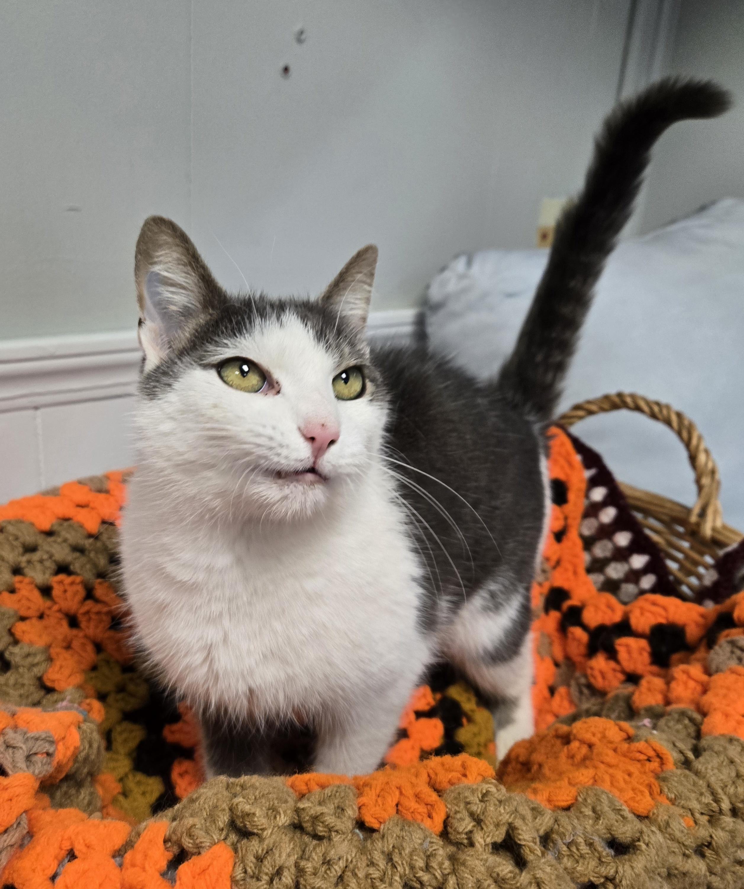 Enlarge Ellie, a Adoptable Domestic Medium Hair in Xenia , OH image 2/6