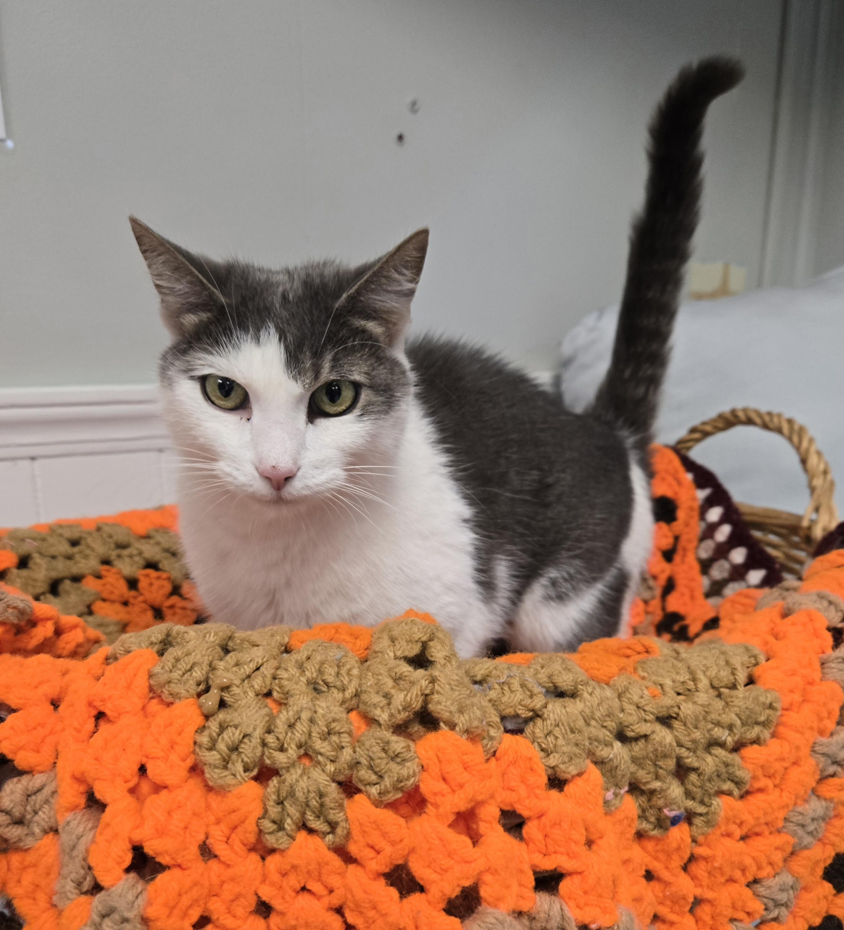 Enlarge Ellie, a Adoptable Domestic Medium Hair in Xenia , OH image 3/6