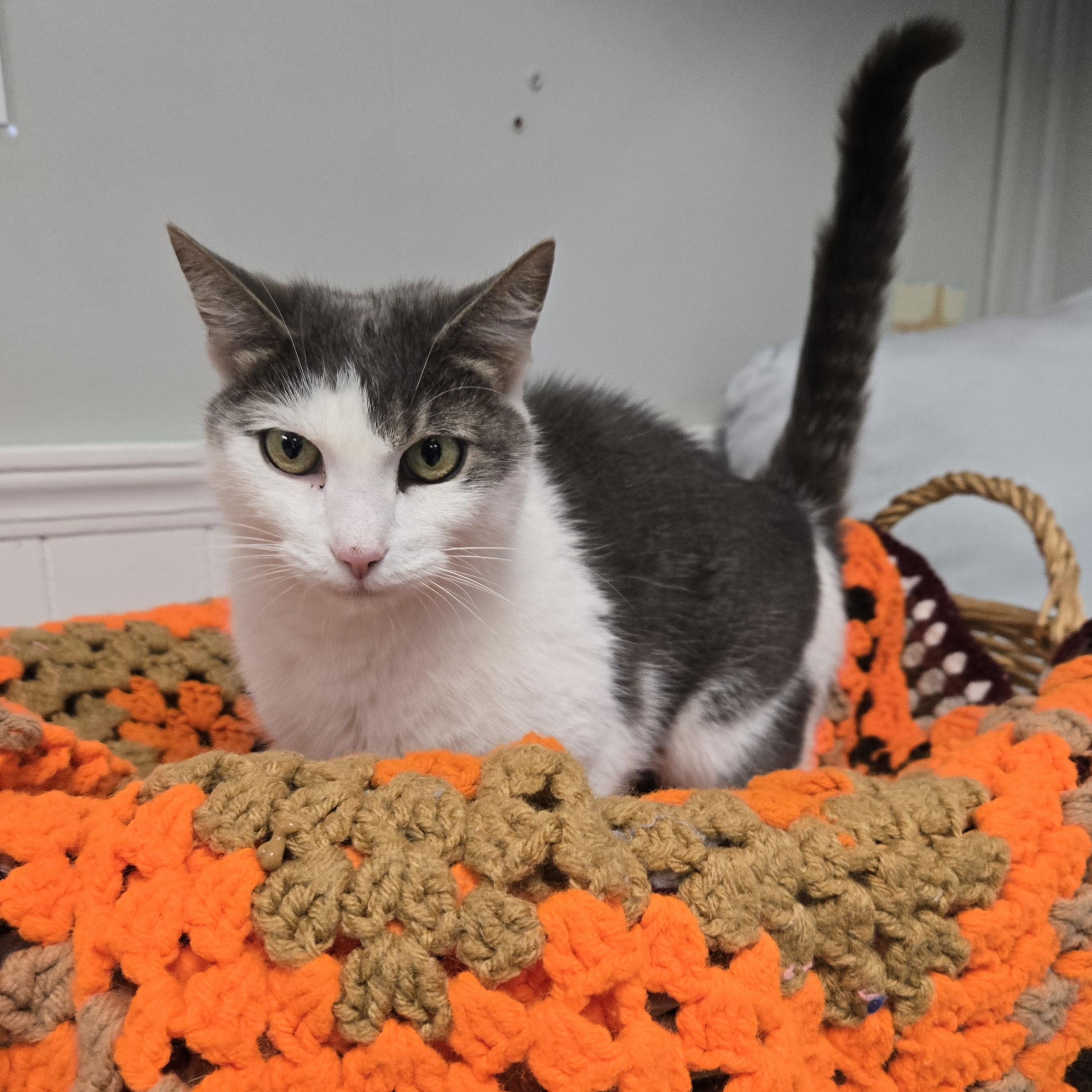 Enlarge Ellie, an adoptable Domestic Medium Hair in Xenia , OH image 3/6