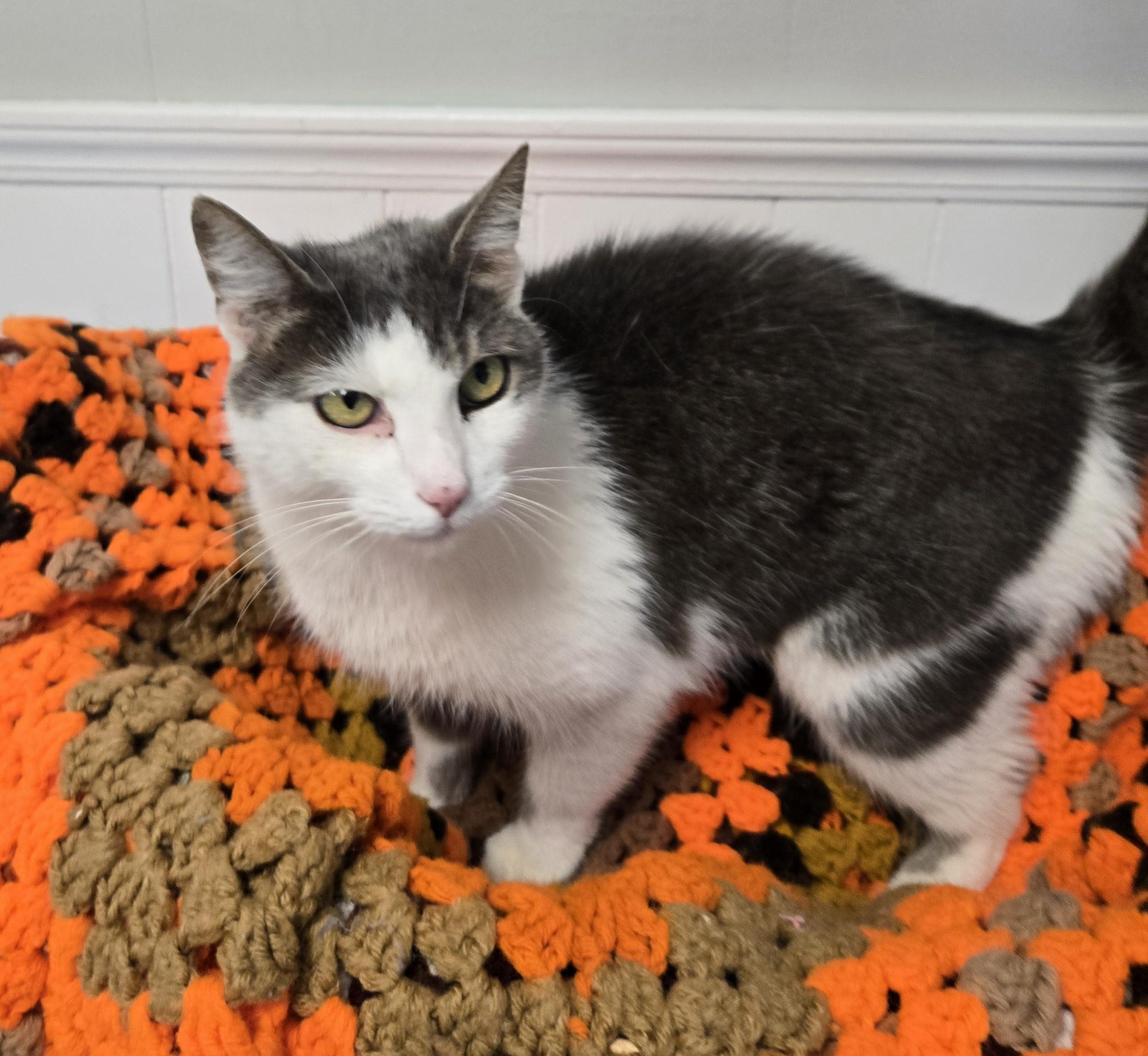 Enlarge Ellie, a Adoptable Domestic Medium Hair in Xenia , OH image 5/6