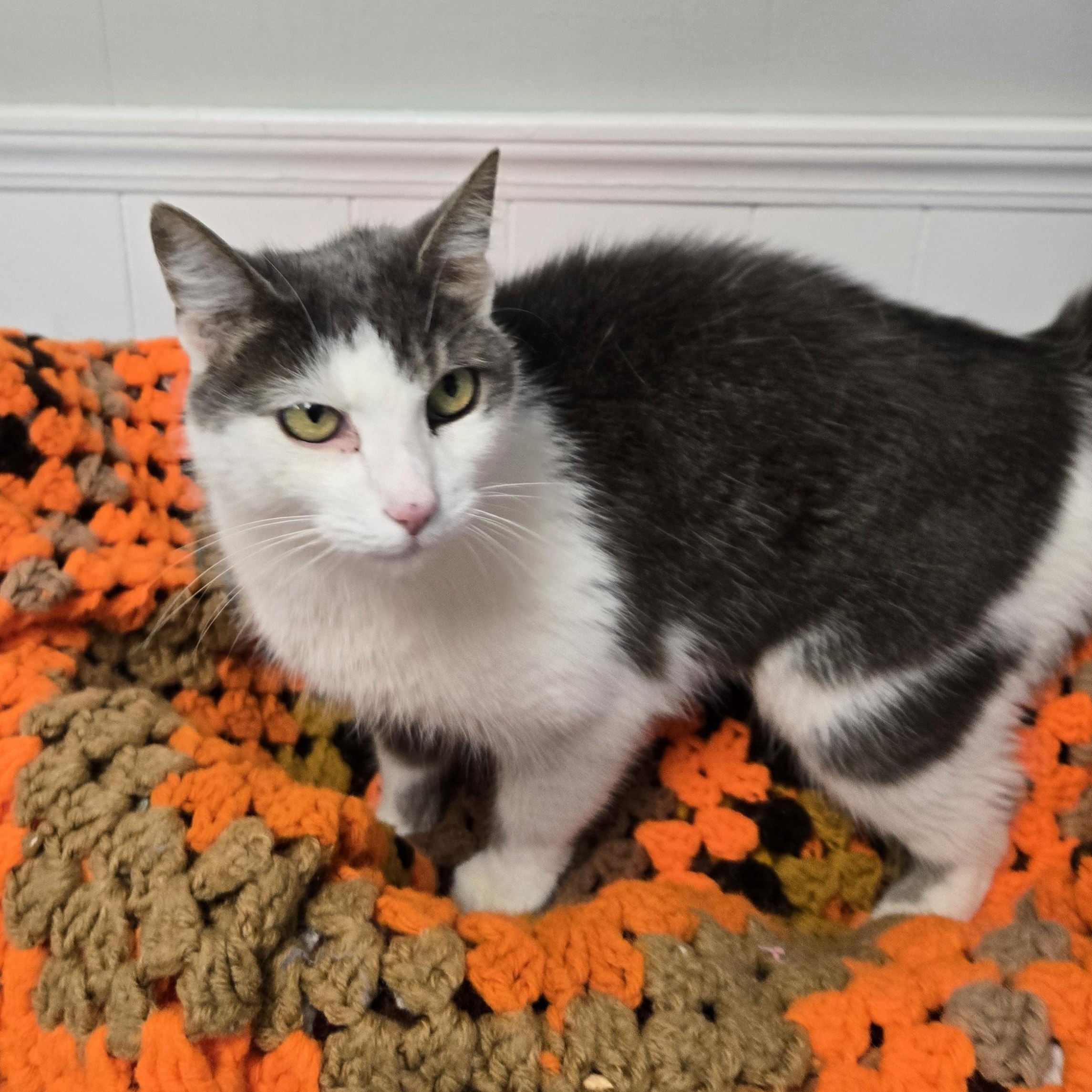Enlarge Ellie, an adoptable Domestic Medium Hair in Xenia , OH image 5/6