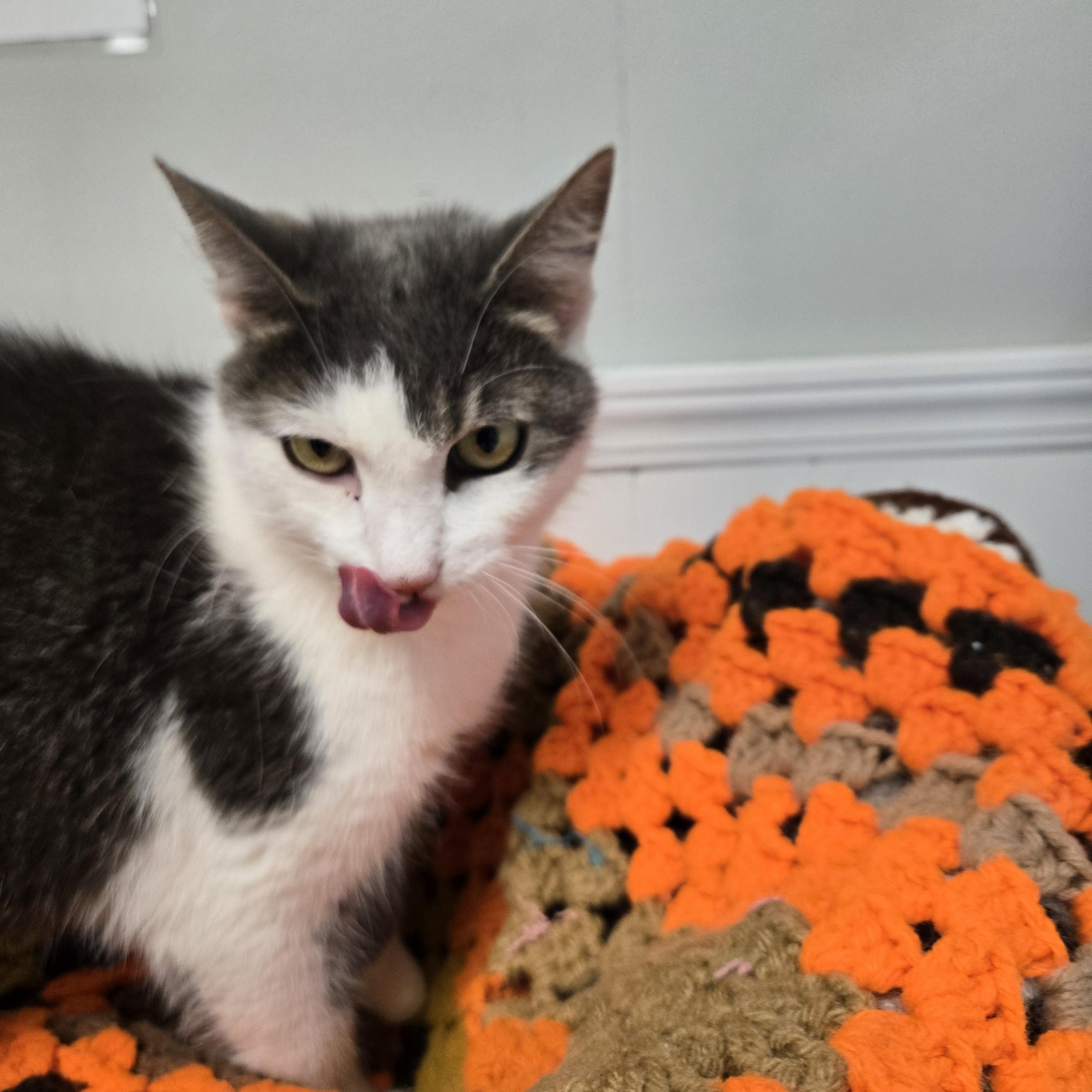 Enlarge Ellie, an adoptable Domestic Medium Hair in Xenia , OH image 6/6