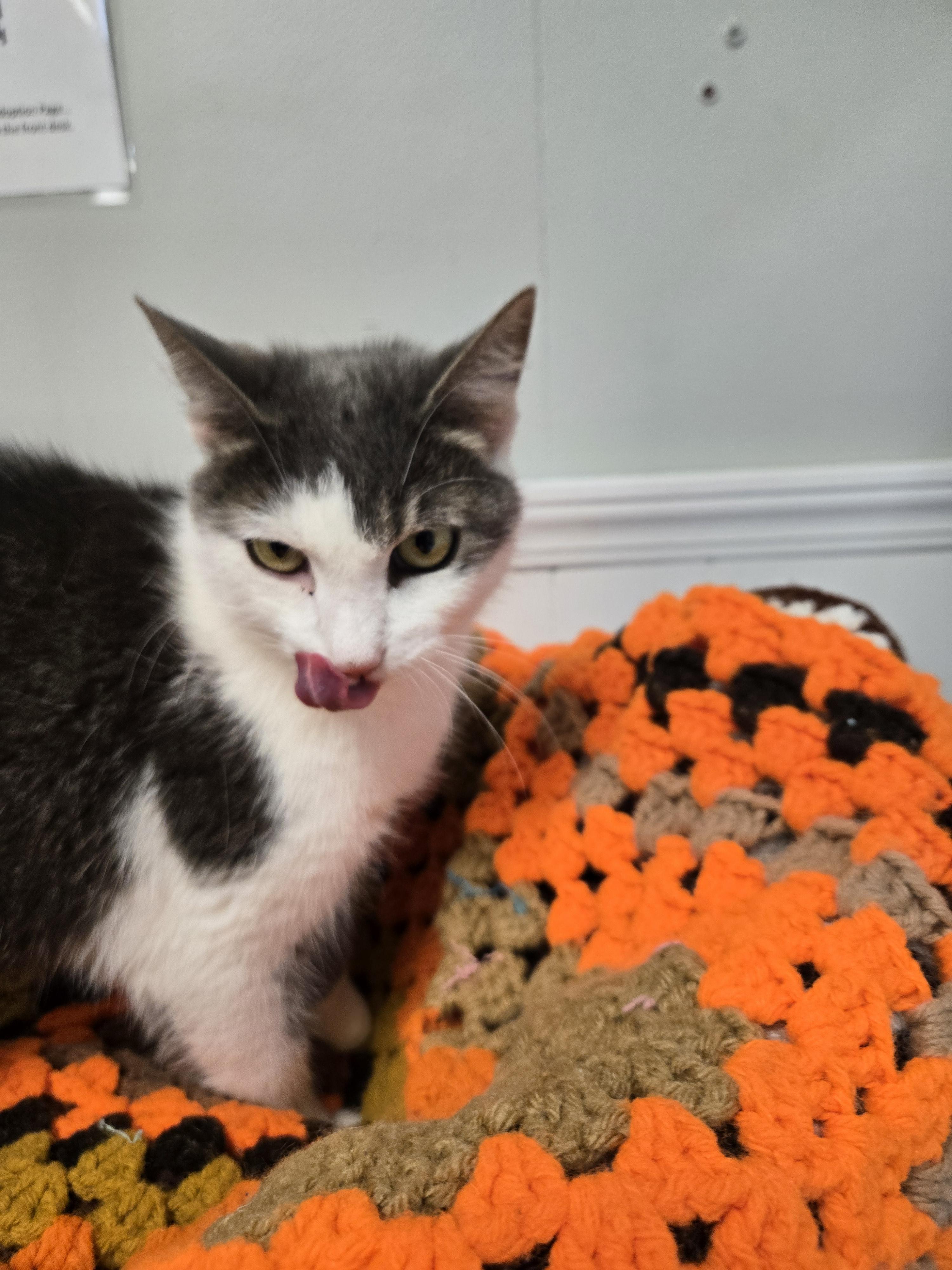 Enlarge Ellie, a Adoptable Domestic Medium Hair in Xenia , OH image 6/6