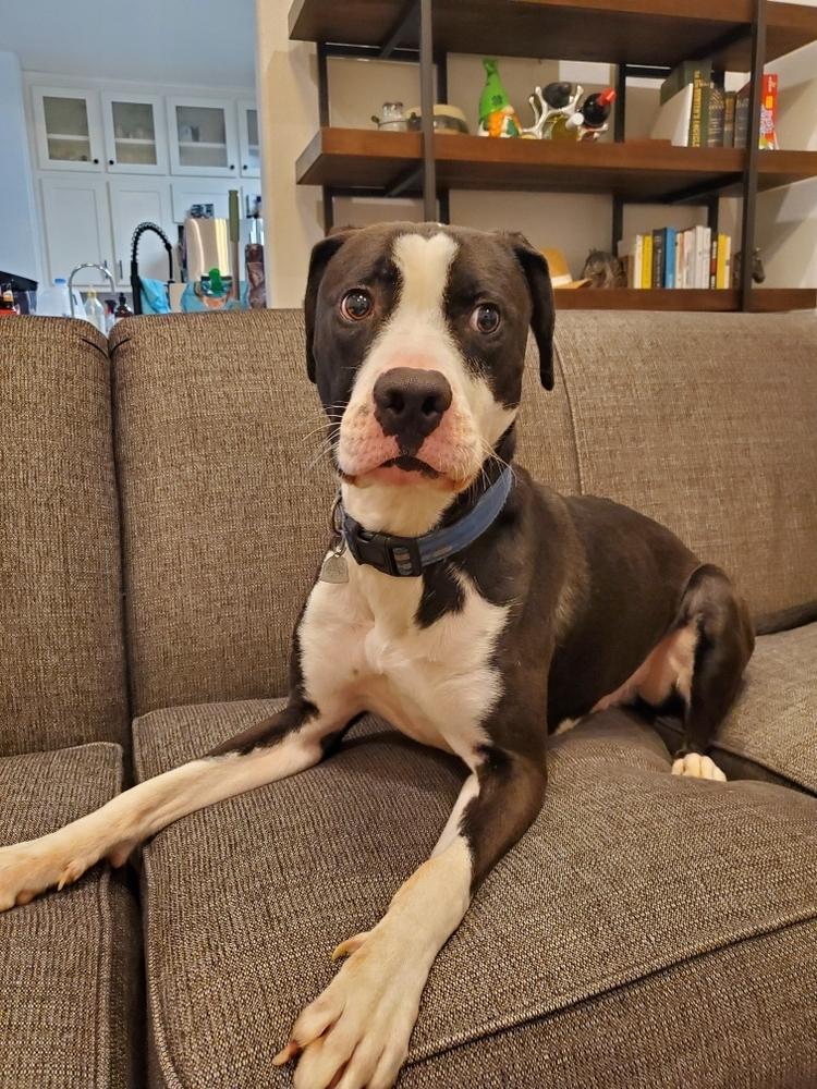 Enlarge Bosco, a Adoptable mixed breed in Harlingen, TX image 1/6