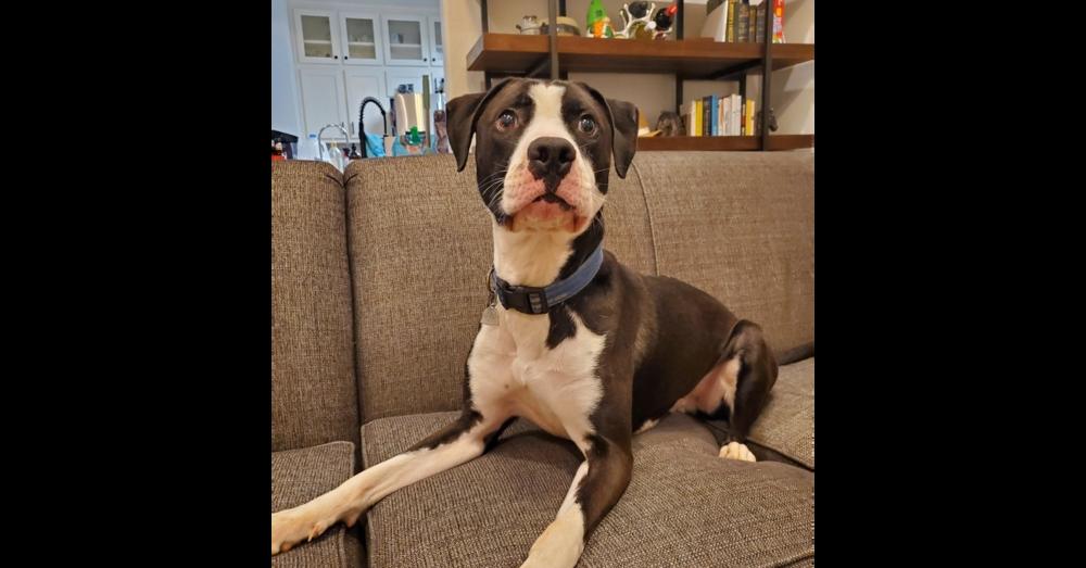 Enlarge Bosco, a Adoptable mixed breed in Harlingen, TX image 3/6