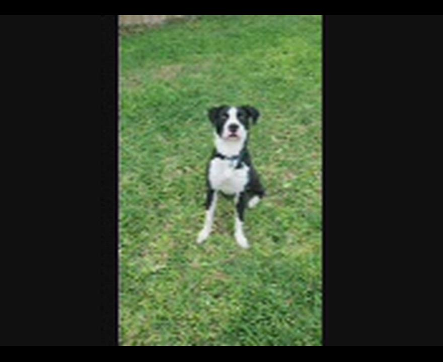 Enlarge Bosco, a Adoptable mixed breed in Harlingen, TX video 5/6