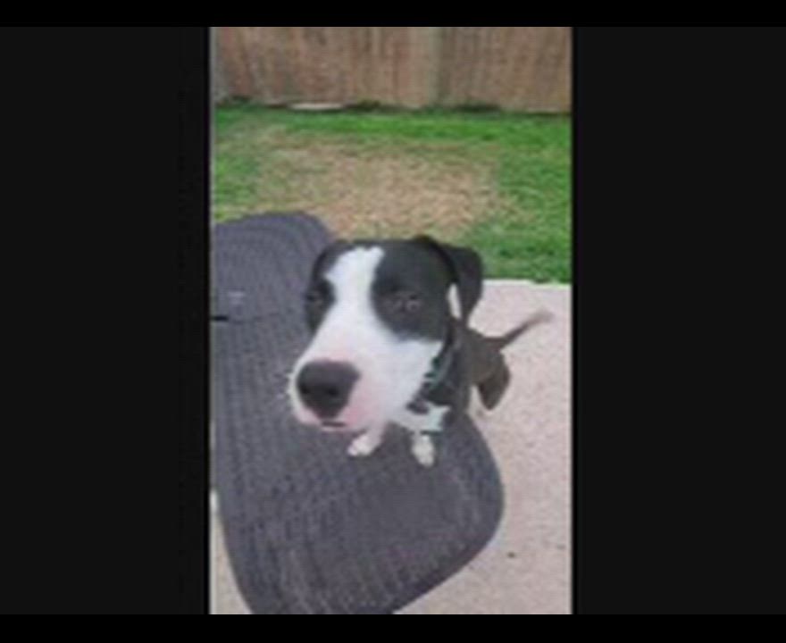 Enlarge Bosco, a Adoptable mixed breed in Harlingen, TX video 6/6