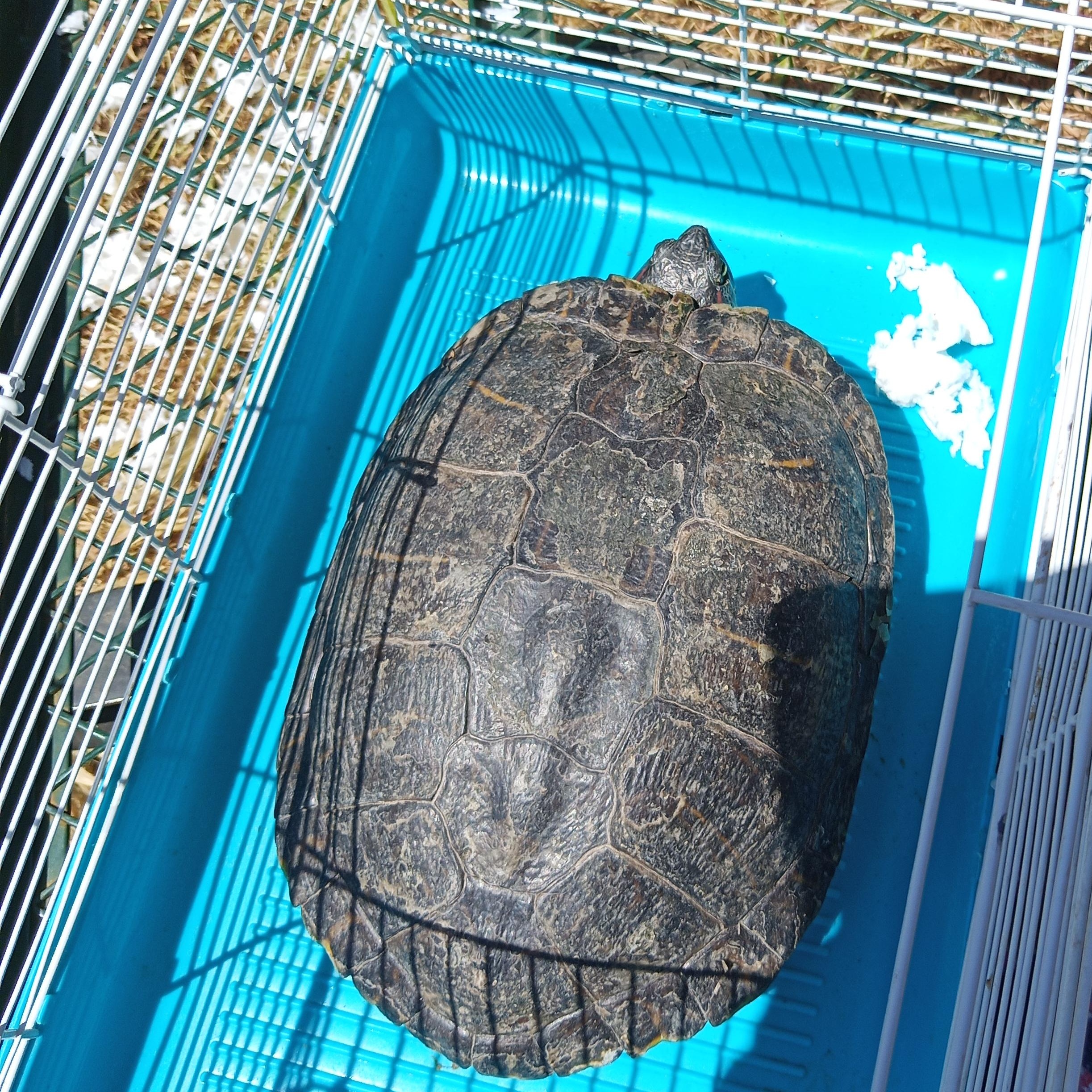 Enlarge RES turtle 24-25, a Adoptable Red-Eared Slider in Modesto, CA image 1/1