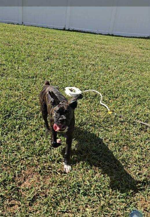 Enzo F26-002, Adopted, Puppy Male Boxer.