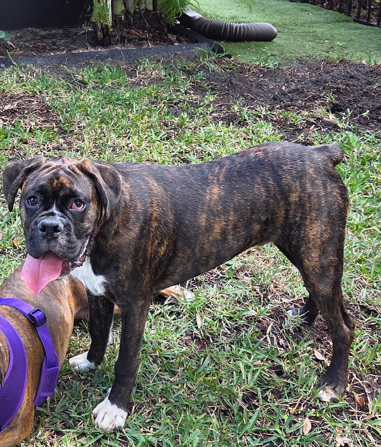 Enlarge Enzo F26-002, a Adopted Boxer in Crestview, FL image 2/3