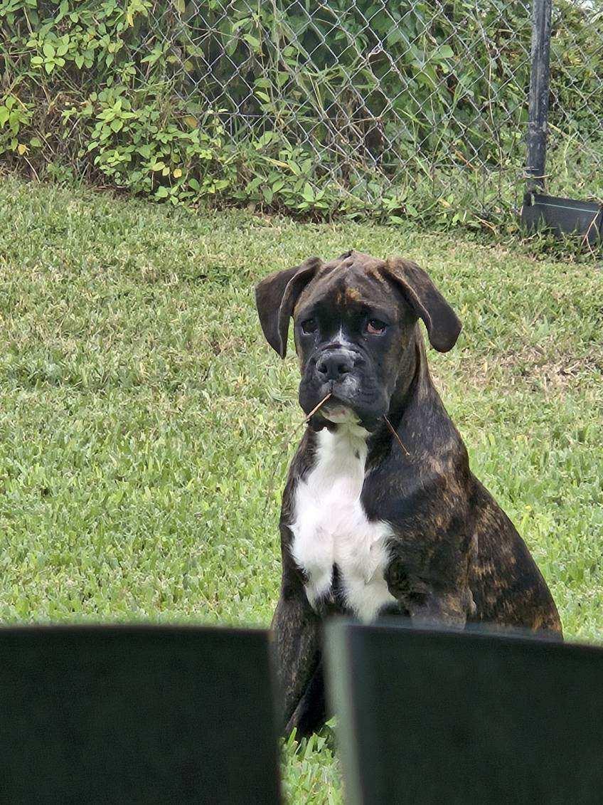 Enlarge Enzo F26-002, a Adopted Boxer in Crestview, FL image 3/3