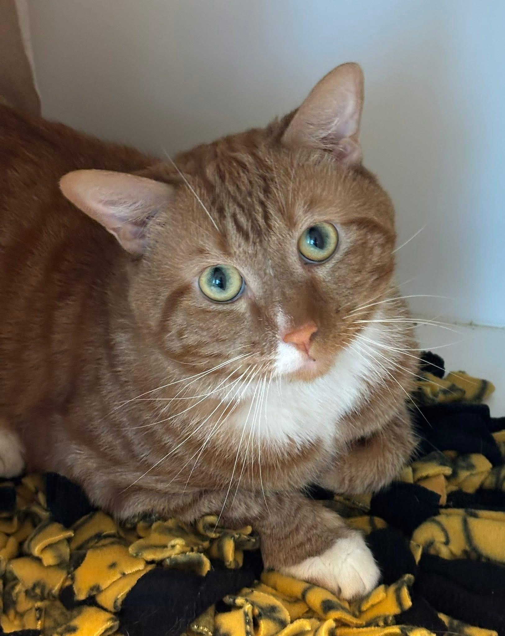 Fritz (ID 47011/ 1814), Adult Male Domestic Short Hair