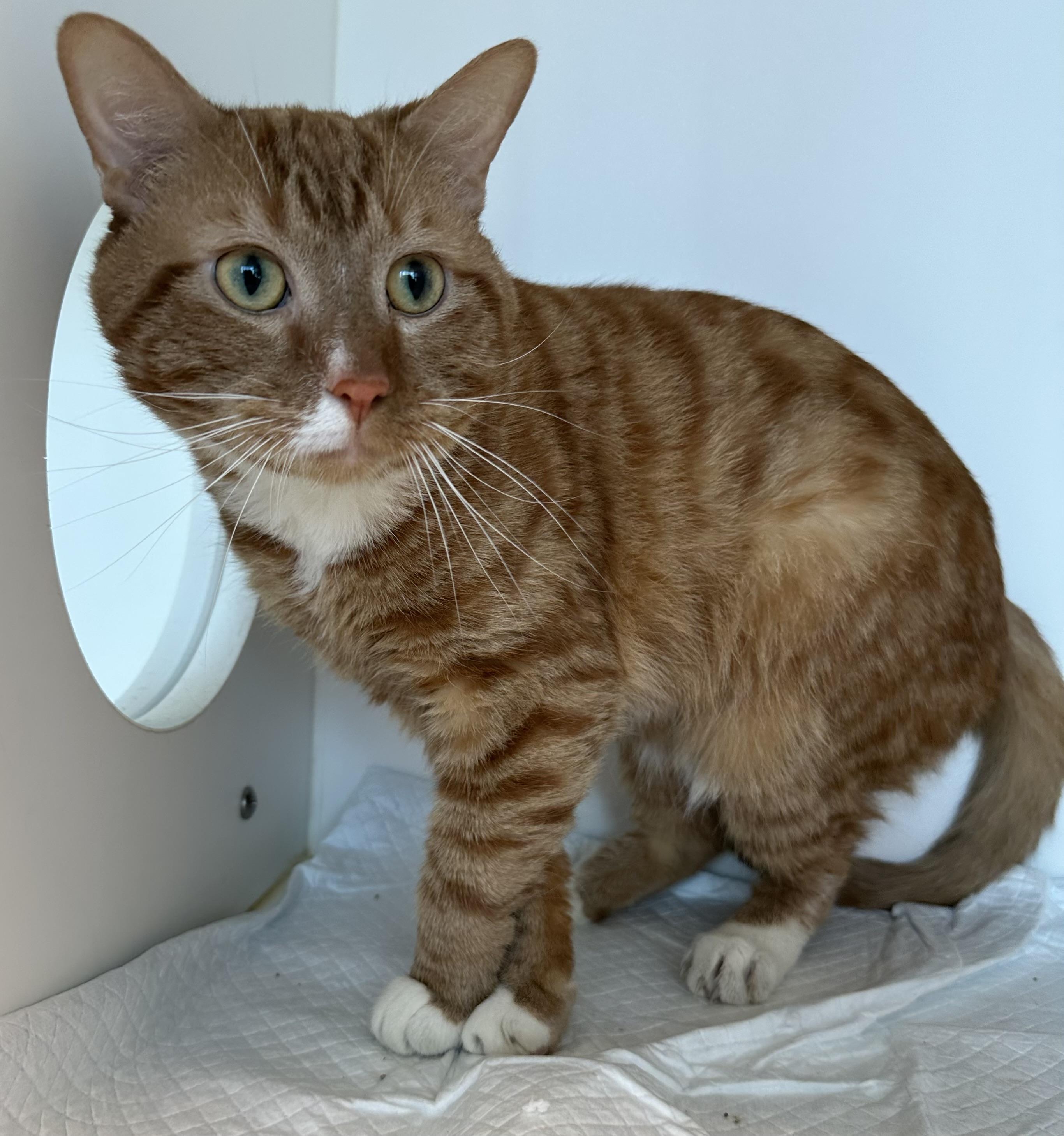 Fritz (ID 47011/ 1814) photo 2