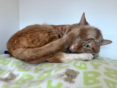 Fritz (ID 47011/ 1814) photo 3