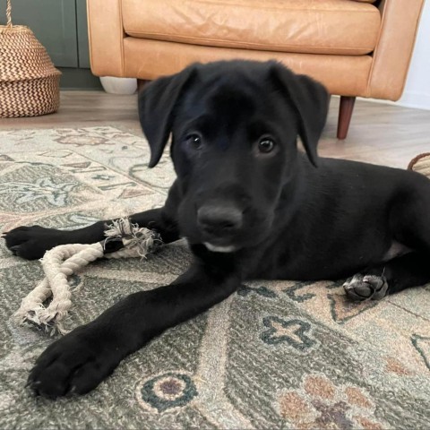 Mila, an adoptable Dutch Shepherd, Retriever in Bartlett, TN, 38133 | Photo Image 4