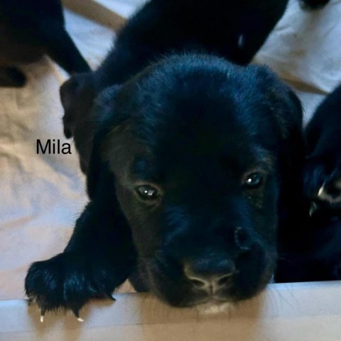 Mila, an adoptable Dutch Shepherd, Retriever in Bartlett, TN, 38133 | Photo Image 5