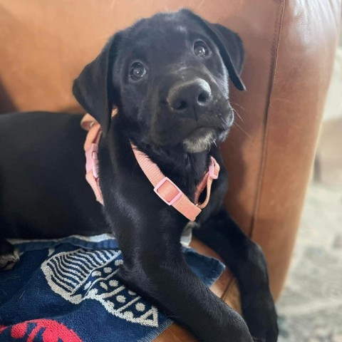 Mila, an adoptable Dutch Shepherd, Retriever in Bartlett, TN, 38133 | Photo Image 6