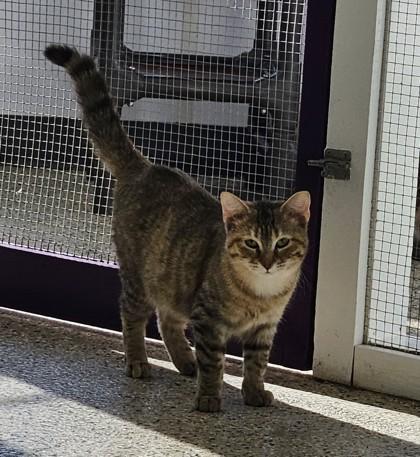 Torbie, Adoptable, Adult Female Domestic Short Hair & Domestic Short Hair.