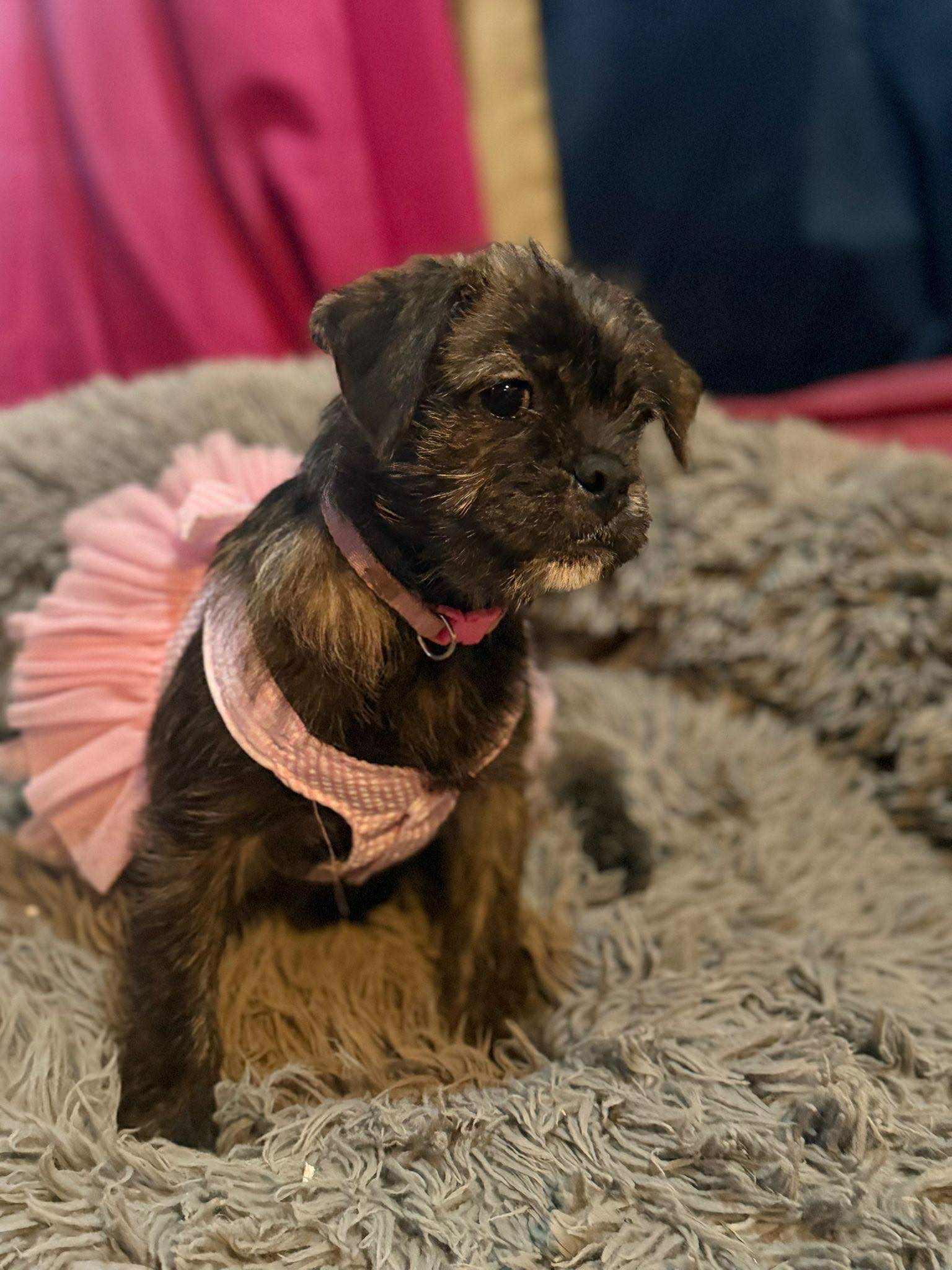 Stacy, a Adoptable mixed breed image 4/4