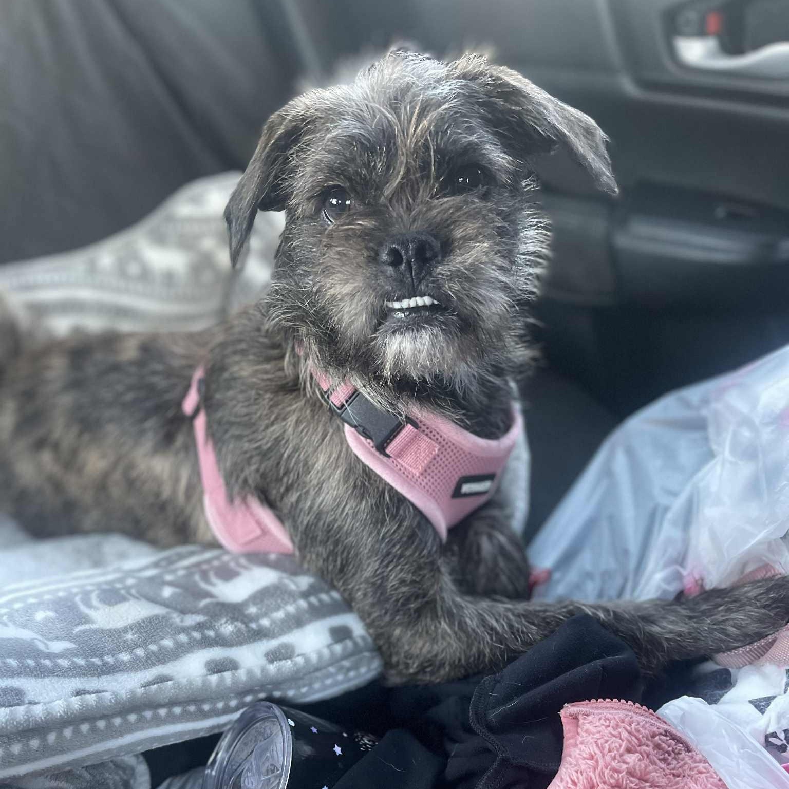 Stacy, a Adoptable mixed breed image 1/4