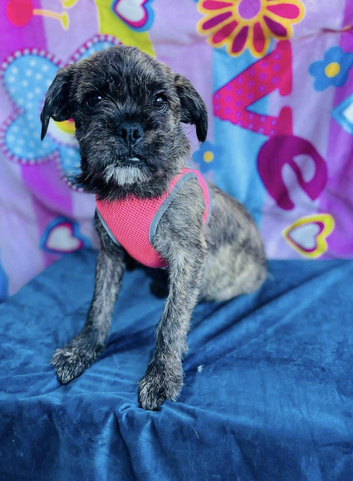 Stacy, a Adoptable mixed breed image 2/4