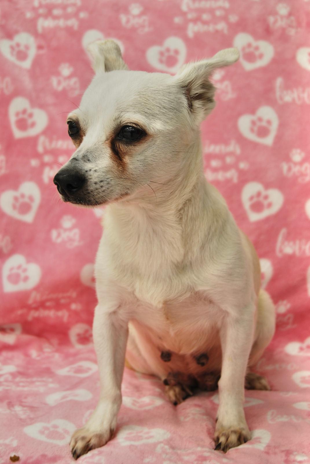 BLANCA, ADOPTABLE, Adult Female Chihuahua.