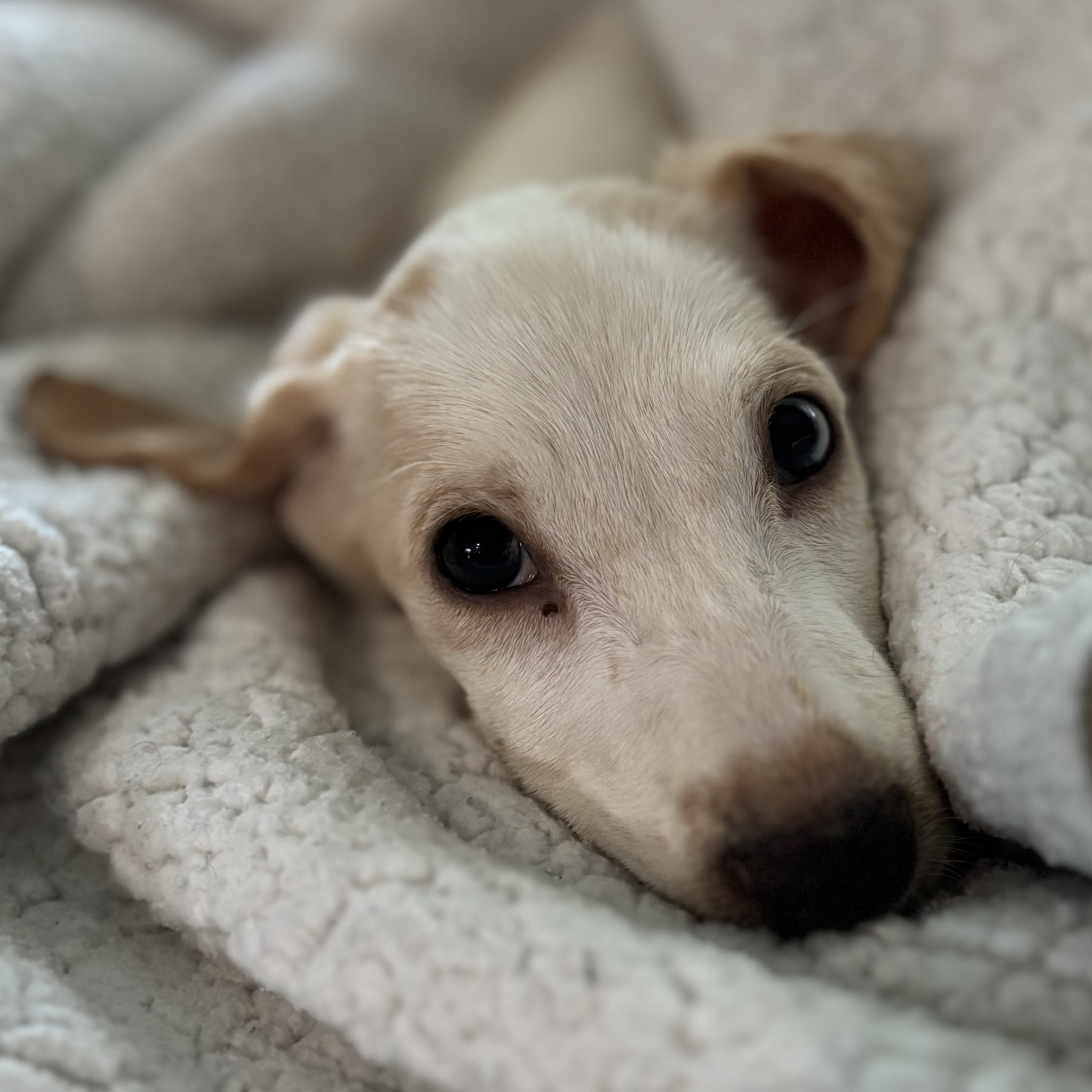 Dog for adoption Echo, a Mixed Breed in Charlotte, NC Petfinder