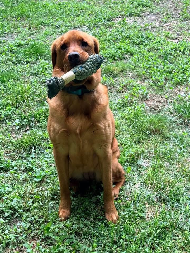 Enlarge Willow, a ADOPTABLE Labrador Retriever in Randolph Center, VT image 5/5