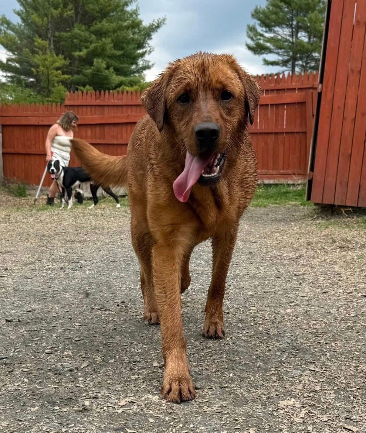 Enlarge Willow, a ADOPTABLE Labrador Retriever in Randolph Center, VT image 4/5