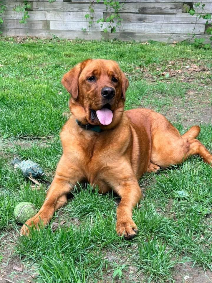 Willow, ADOPTABLE, Young Female Labrador Retriever.