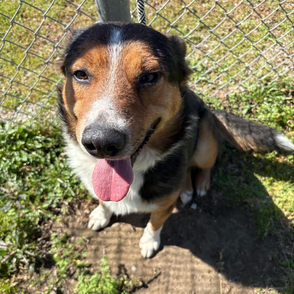 Laddie D thumbnail 2