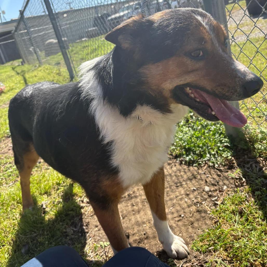 Laddie D thumbnail 4