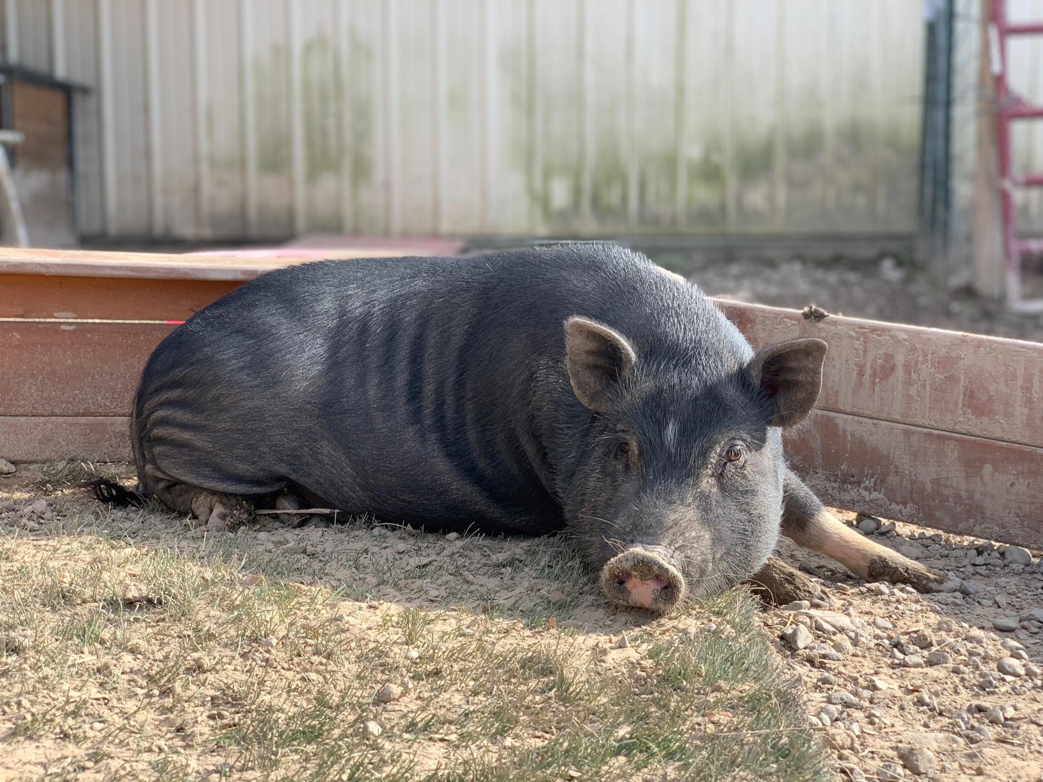Charlie - URGENT! photo 2
