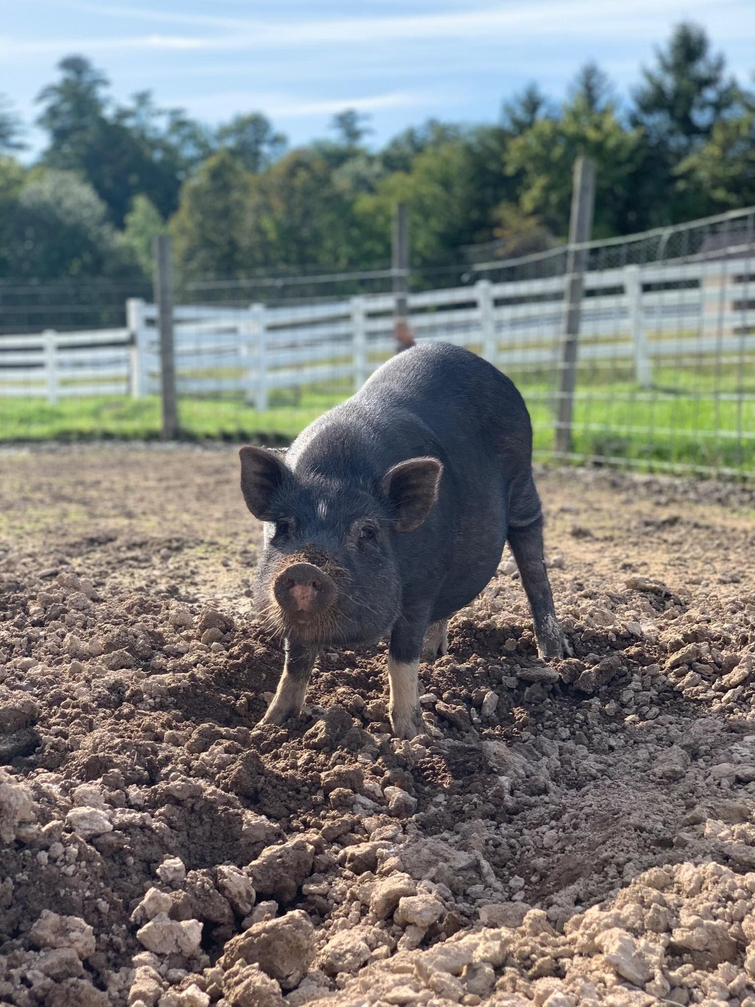 Charlie - URGENT!
