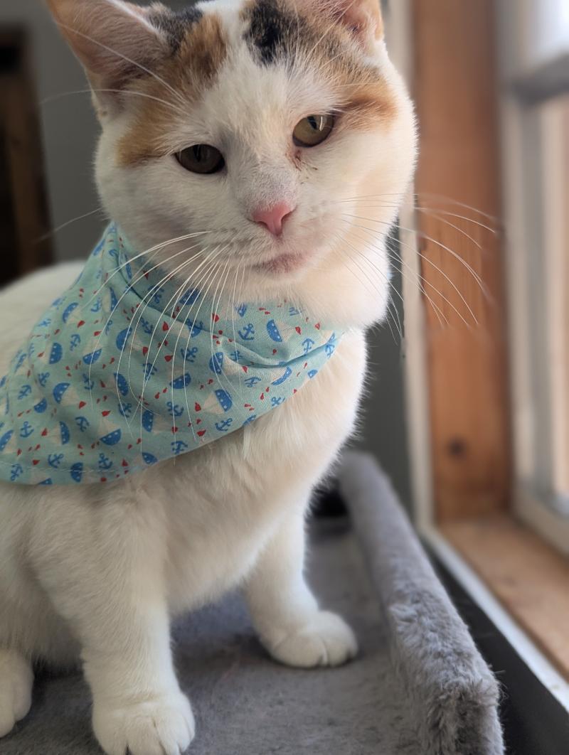 Frannie, a Adoptable Calico in Waverly, IA image 2/6