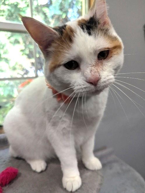 Frannie, an adoptable Calico in Waverly, IA, 50677 | Photo Image 4