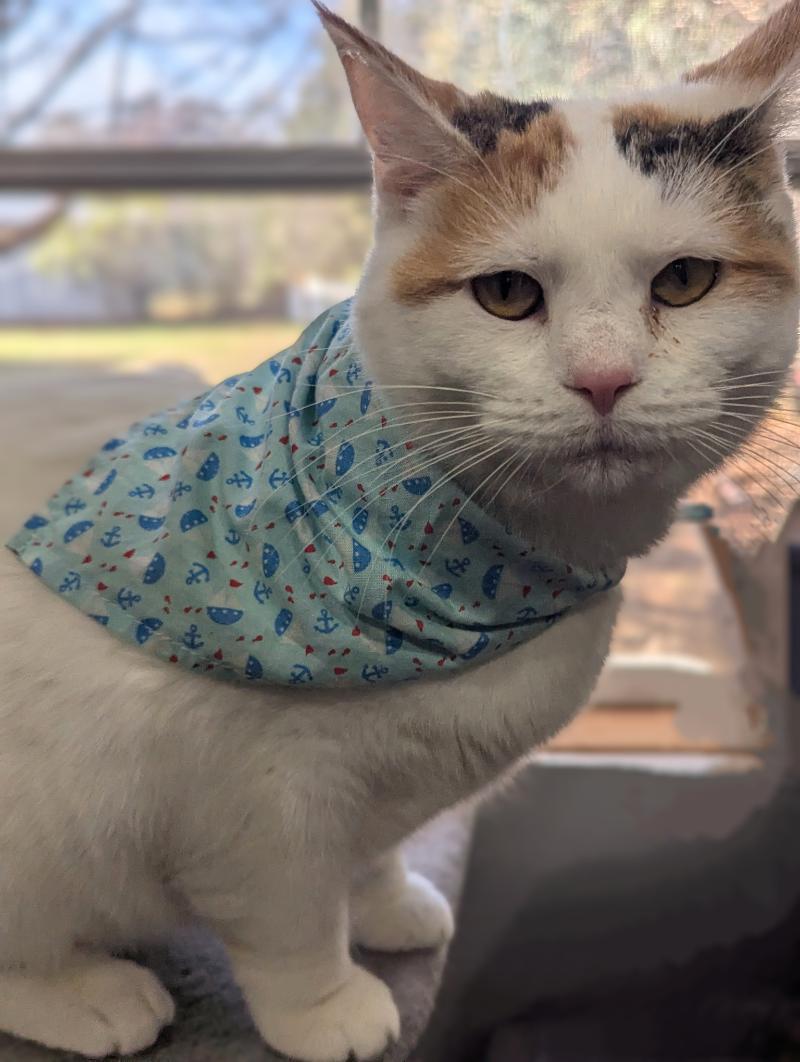 Frannie, an adoptable Calico in Waverly, IA, 50677 | Photo Image 6