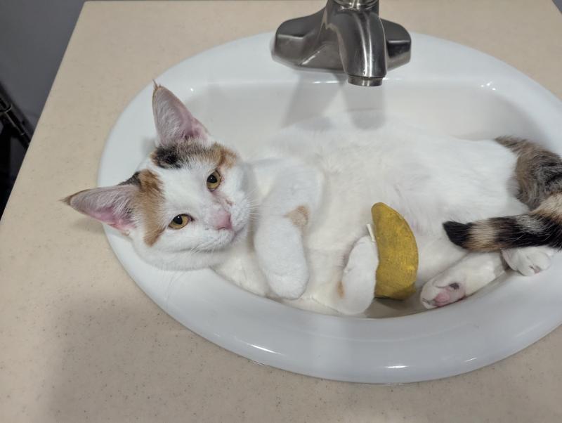 Frannie, an adoptable Calico in Waverly, IA, 50677 | Photo Image 5