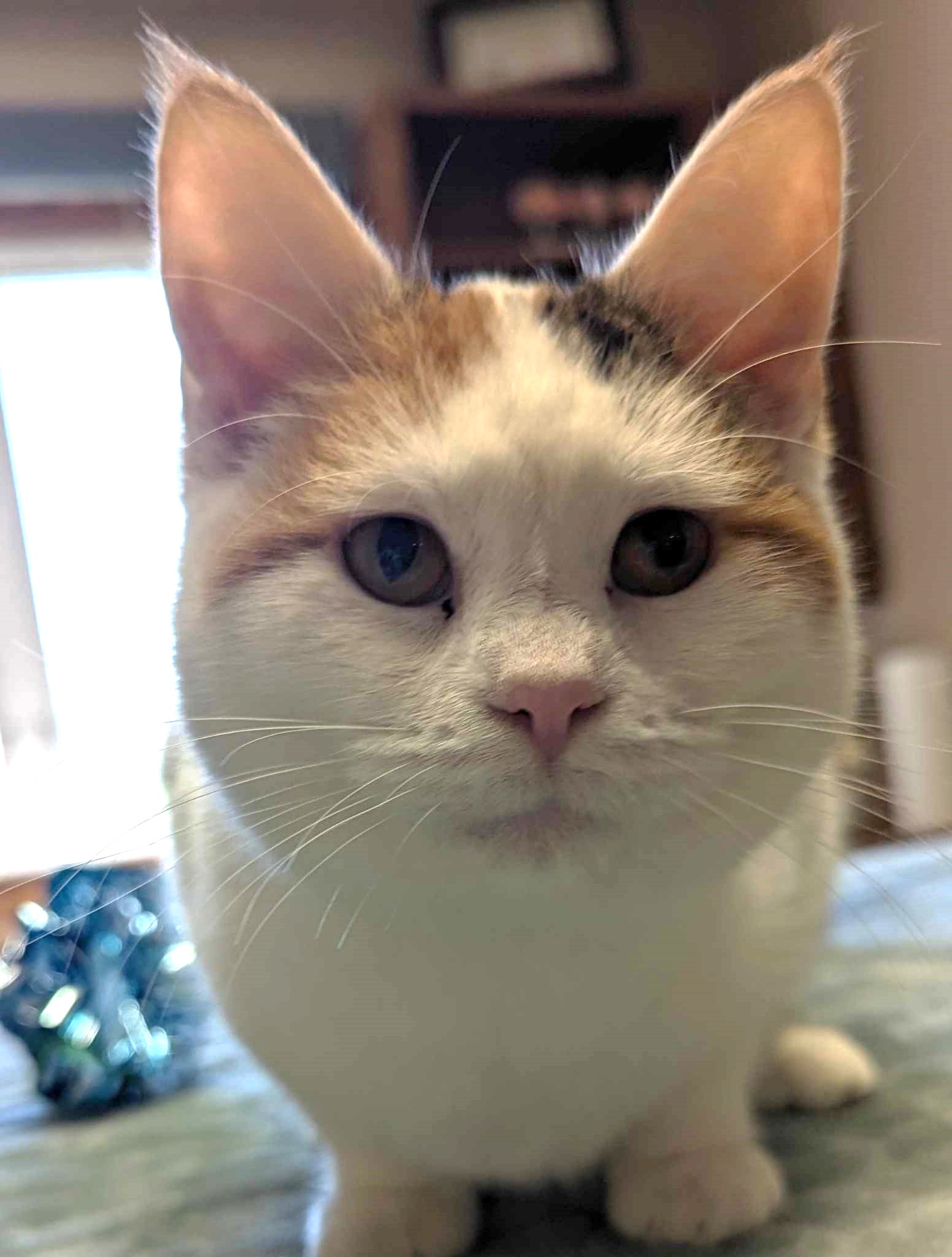 Frannie, a Adoptable Calico in Waverly, IA image 6/6