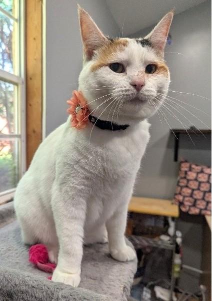 Frannie, Adoptable, Adult Female Calico.