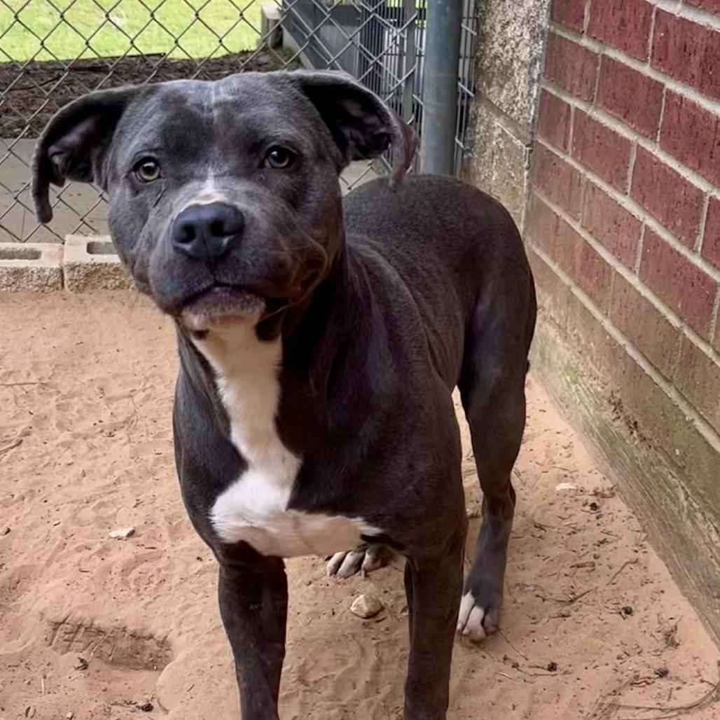 Betty, Adoptable, Young Female Pit Bull Terrier.