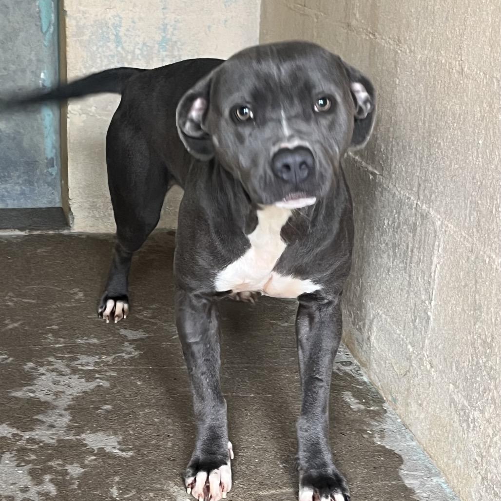 Enlarge Betty, a Adoptable Pit Bull Terrier in Palestine, TX image 1/3