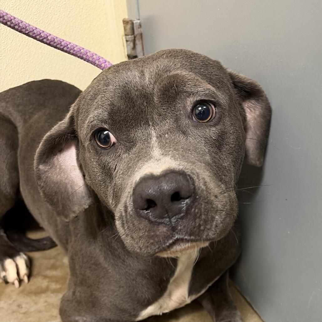 Enlarge Betty, a Adoptable Pit Bull Terrier in Palestine, TX image 2/3
