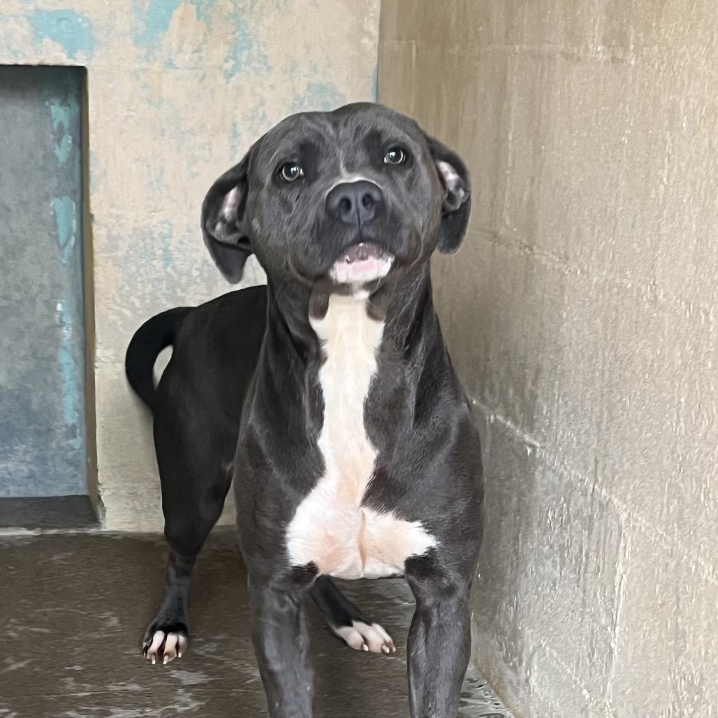 Enlarge Betty, a Adoptable Pit Bull Terrier in Palestine, TX image 3/3