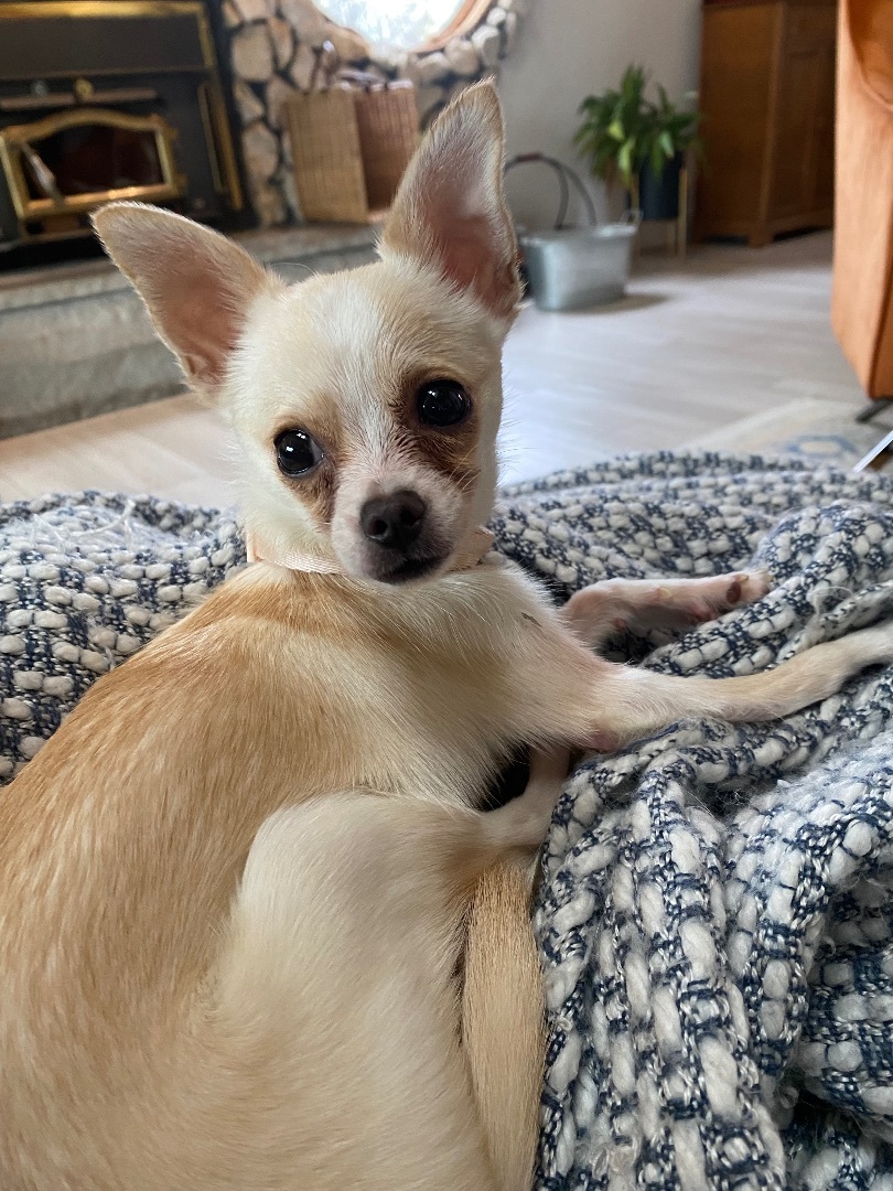 Chica, a Adopted Chihuahua in Penryn, CA image 1/8