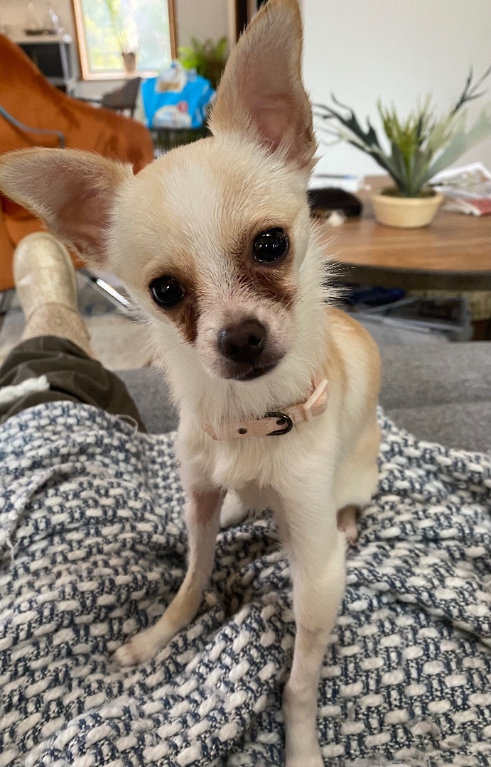 Chica, a Adopted Chihuahua in Penryn, CA image 2/8